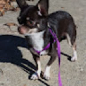 Meet your Posher, Darian